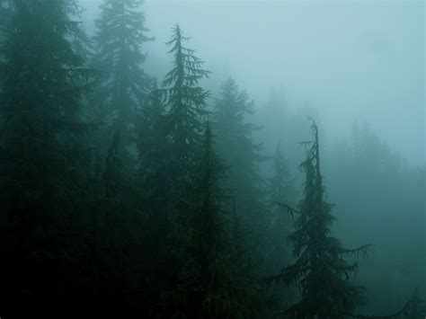 Misty Forest Vintage Landscape Dark Green Aesthetic Misty Forest