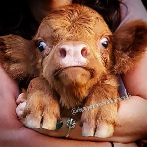 Fluffy Baby Cow Vlrengbr