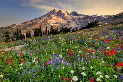 42 Mount Rainier Meadow Flowers Wallpapers Wallpapersafari
