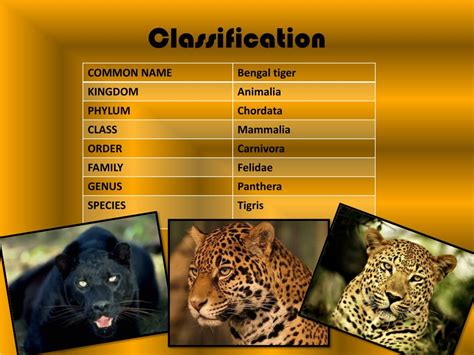 Ppt Bengal Tiger Powerpoint Presentation Free Download Id2829622