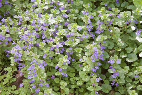 We did not find results for: How to Get Rid of Creeping Charlie Weeds | Blain's Farm ...