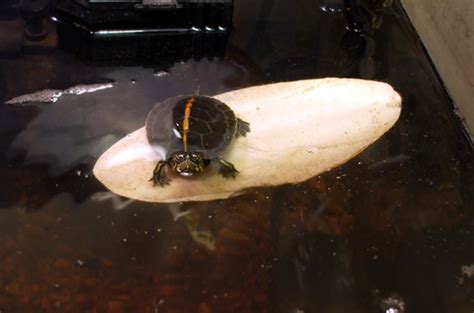 Reptile lamp turtle basking uv lamps heating lamp amphibian terrarium n3v7 e6y4. Proper Lighting for your Turtle Habitat