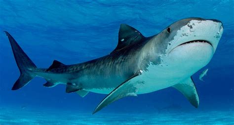 Check spelling or type a new query. Curiosidades sobre los tiburones