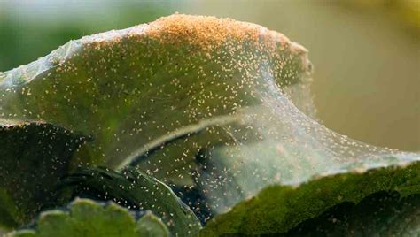 Clover And Spider Mites Noco Pest And Wildlife Control