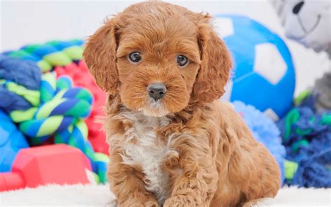 Without regular haircuts, your dog will have matted fur which would be annoying for both of you. Download wallpapers Cavoodle, small brown puppy, 4k, cute ...