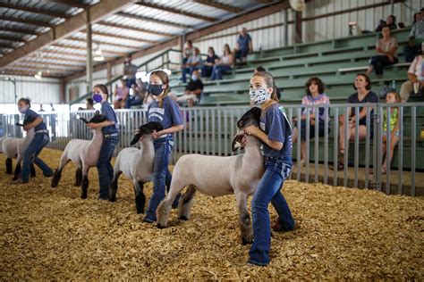 Fair Organizers Get Creative To Keep Opportunities Alive For 4 H Ffa