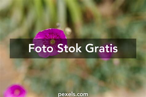 foto memek terbaik · unduh gratis 100 · foto stok pexels