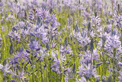Maybe you would like to learn more about one of these? Photo of Purple Camas Flowers by Photo Stock Source flower ...
