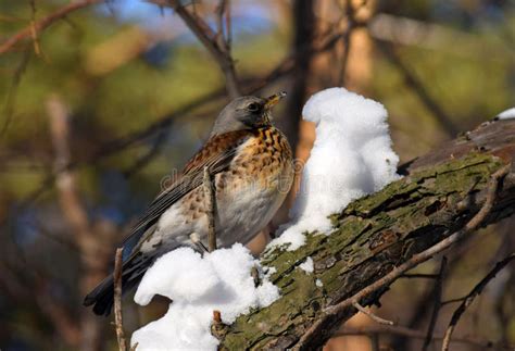 Thrush Bird Fieldfare Snowbird On A Tree And Snow In Winter Forest