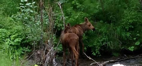 Or, click on a particular category bellow to find a list of all businesses of that type in wasilla. Alaska Creekside Cabins in Palmer, Alaska - Wasilla Creek ...