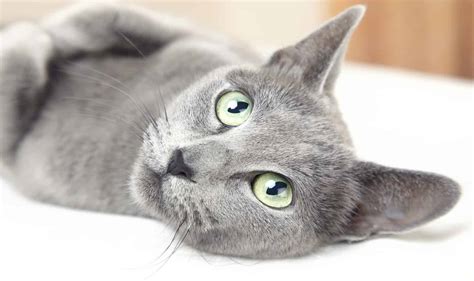5 Mostly Hypoallergenic Cat Breeds For People With Allergies