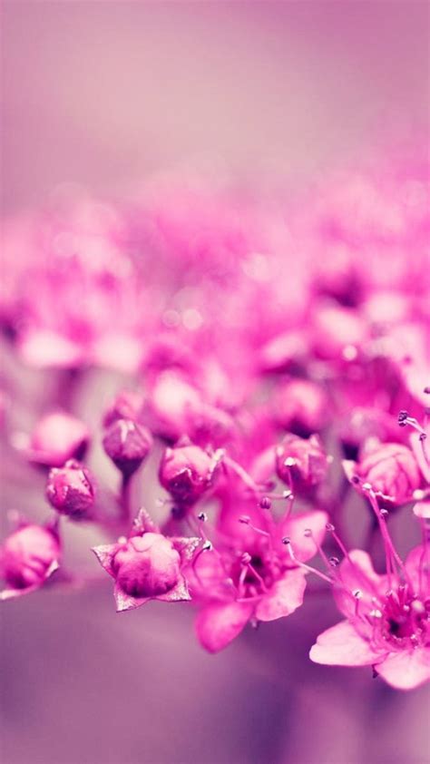 Pink Flowers Summer Best Htc One Wallpapers Plant Background Vintage Flowers Wallpaper