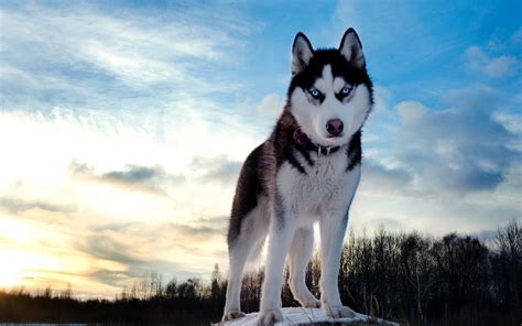 Download Wallpapers Husky 4k Dogs Winter Cute Animals For Desktop