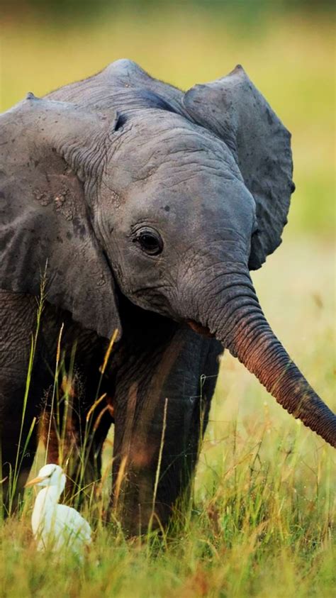 Free Download Nature Animals Cute Little Baby Elephant 69582 Hd