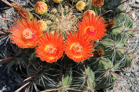 Another Hardy Cactus In Flower Plant Delights Nursery Blog