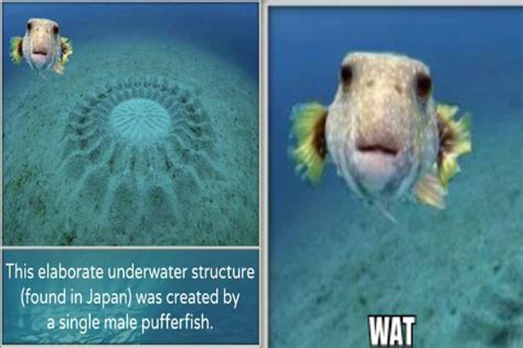 Mr Pufferfish Meme Subido Por Dsweatt251 Memedroid