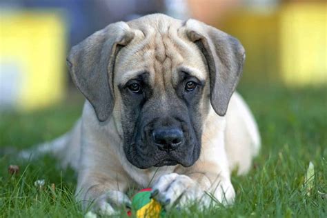 Mastiff Inglês Conheça Tudo Sobre A Raça De Cachorro Doghero