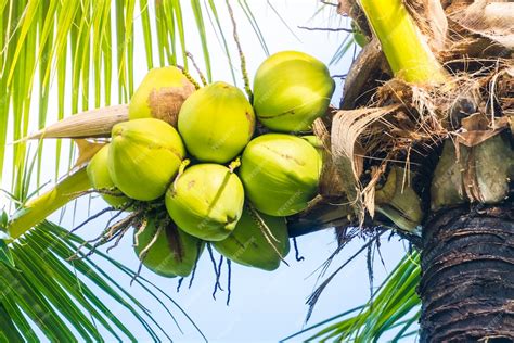 Free Photo Coconut Fruit