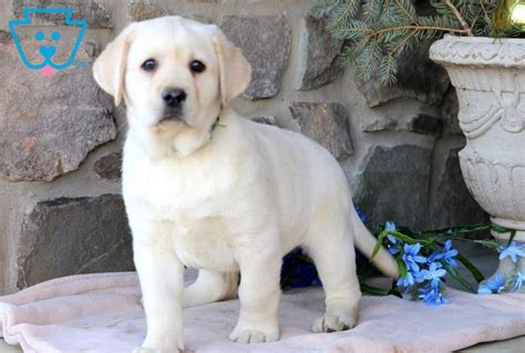 The mother is a beautiful deep red american, and the father is a beautiful white english cream!. Flag | Labrador Retriever - English Cream Puppy For Sale ...
