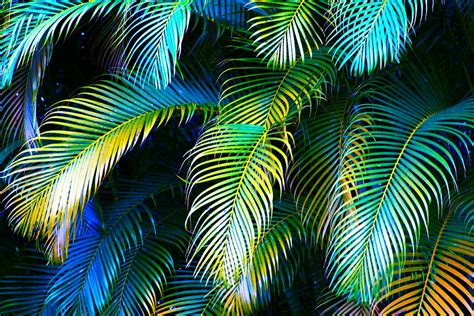44 Large Palm Leaf Wallpaper Wallpapersafari