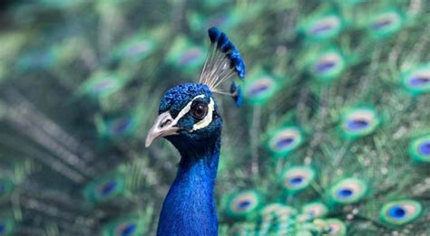 ‘peacocks Do Have Sex Bird Experts Deflate Rajasthan Judges Claims