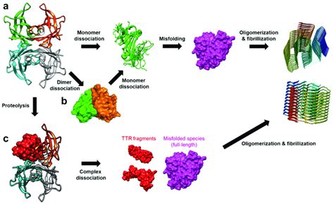 The Amyloidosis Pathways Of Ttr A Tetramer Dissociation Into