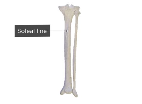 Tibia And Fibula Bones Posterior View