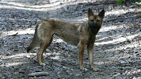Hunter Local Land Service Spring Wild Dog Baiting Program Manning