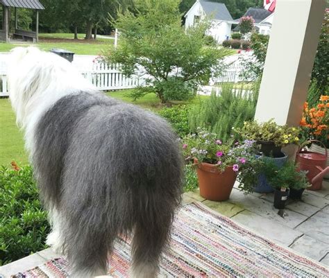 Giant Rear End Of Our Old English Sheepdog English Sheepdog Old