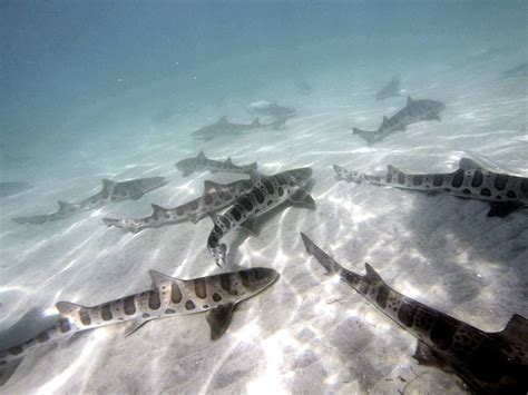 Snorkeling With La Jolla Leopard Sharks Everything You Need To Know