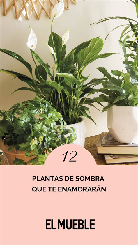 12 Plantas De Sombra Que Te Enamorarán Plantas De Sombra Plantas De