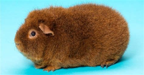 Discover The Largest Guinea Pig Ever Imp World