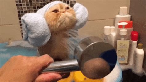 Video Of Cute Cat Having A Bath Will Inspire You To Pamper Yourself