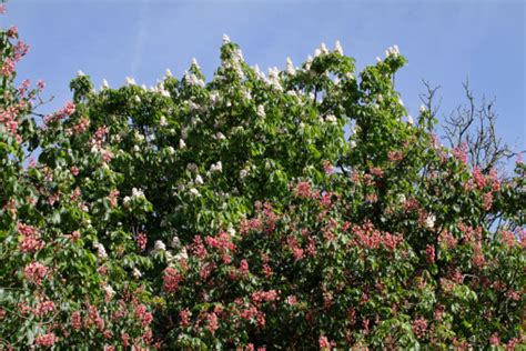 Red And White Flowering Aesculus Horse Chestnut Trees Stock Photo