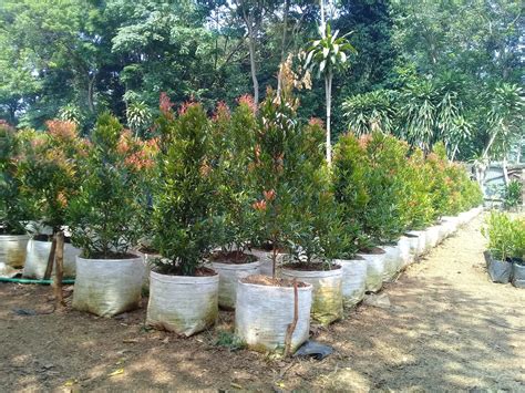 Jual Bibit Pohon Pucuk Merah Tukang Taman Murah Berkualitas Tlp