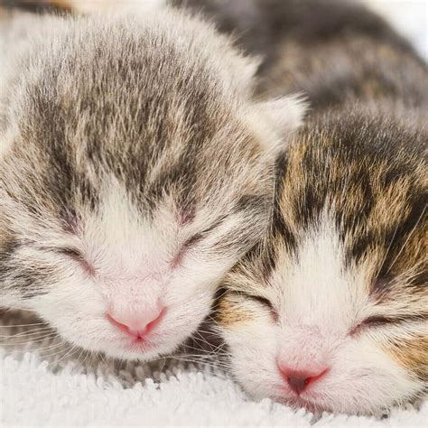 Download Newborn Cute Kittens Close Up Picture