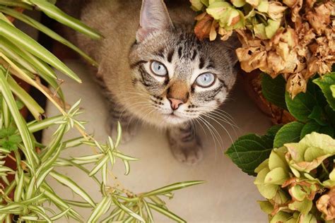 Top Houseplants Poisonous To Cats Everything You Need To Know