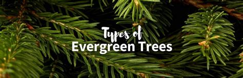 35 Types Of Evergreen Trees Earths Spectacular Gems