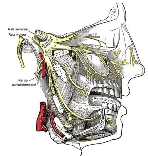 Nervio Alveolar Inferior Origen Ramas Curso Inervación