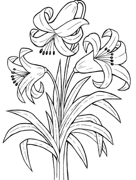 Noir et blanc lys illustration de dessin vectoriel. Coloriage Fleur de lys 1 Dessin gratuit à imprimer