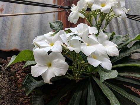 Check spelling or type a new query. Plumeria pudica (Bridal Bouquet) | World of Flowering Plants