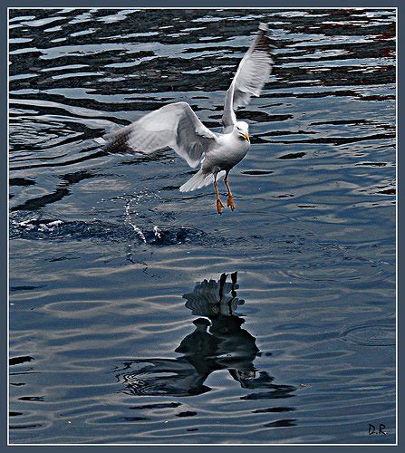 Con este relato o cuento, el autor crea una metáfora con las gaviotas, comparando la después de juan salvador gaviota se convirtió en el autor más leído y admirado en el mundo, esta obra lleva innumerables ediciones en todas las lenguas. CASTELLANA: Juan Salvador Gaviotas