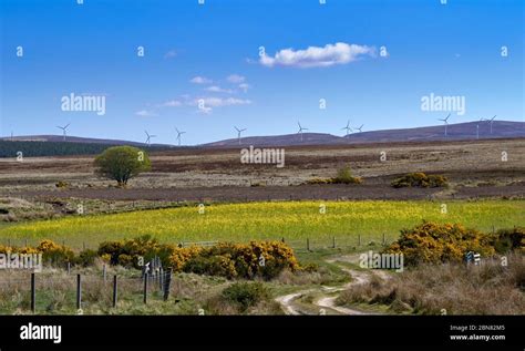 Dava Way Trail Moray Scotland Wind Turbines On The Heather Moor Stock