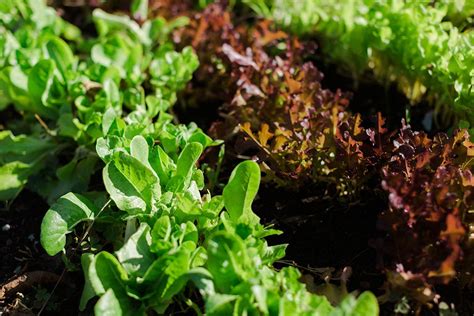 How to Do Vegetable Gardening in Raised Beds | Miracle-Gro
