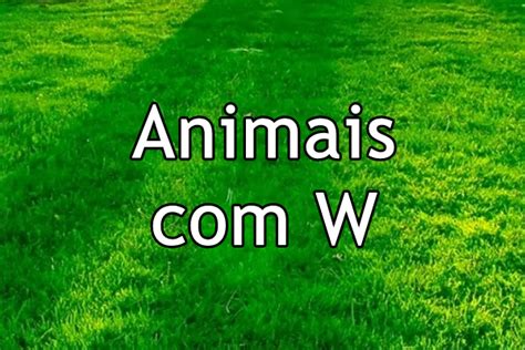 Animais Com W