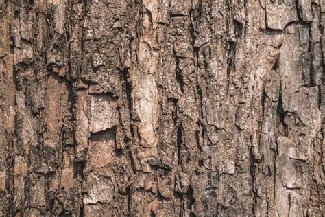 Tree Bark Surface In Forest Stock Image Image Of Firewood