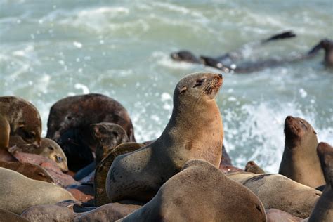 Cape Fur Seals A Photo On Flickriver