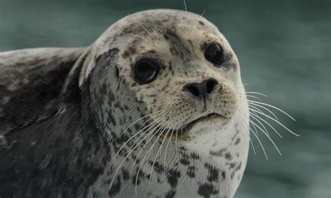 Seals Species Wwf