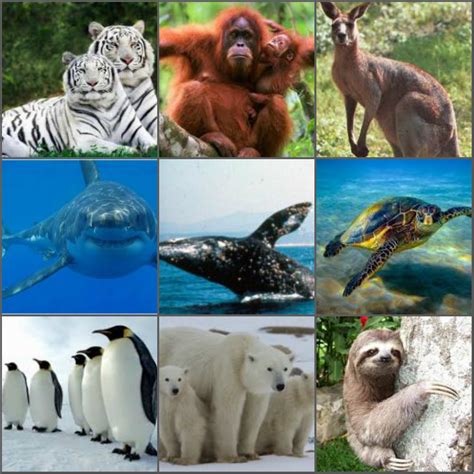 Desde entonces se han desarrollado medidas de apoyo y protección a animales en peligro; El Día : 10 Animales que estan en peligro de extinción