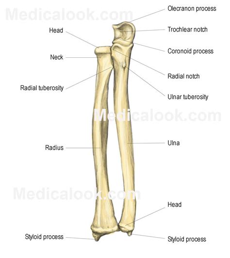 Labeled human forearm radius and ulna bone anatomy wall. MD 3 Anatomy - Anatomy 2017 with Sloz at John A. Burns ...